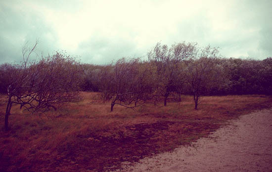 Le mouvement des arbres (2009)