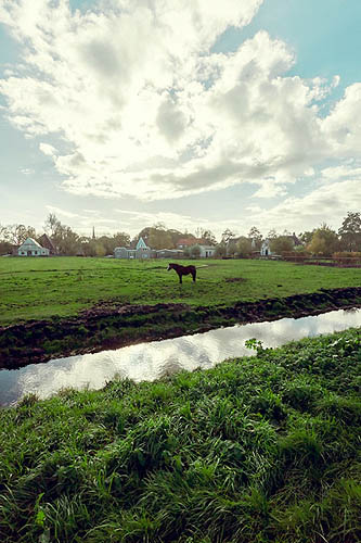 Équidé hollandais (2012)