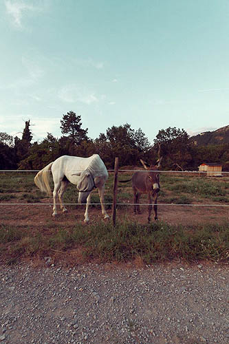 Un cheval et un âne (2012)
