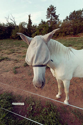 Ku Klux Horse (2012)