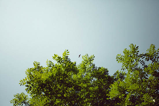 Entre les feuilles (2012)