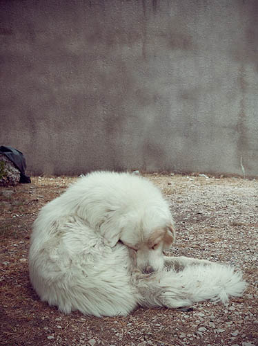 Petit Gangster (2012)