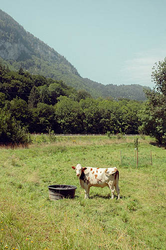 Vache dans la prairie (2012)