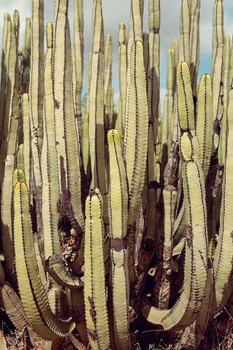 Le monde entier est un cactus (2013)