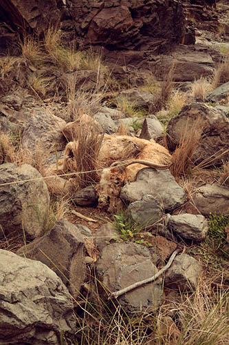 Nature morte I (2013)