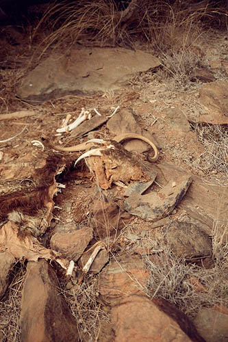 Nature morte II (2013)