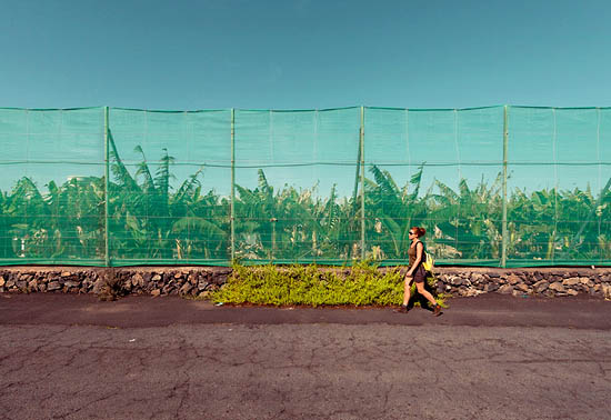 Des filets devant la bananeraie (2014)