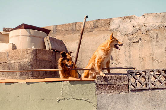 2 chiens sur le toit (2014)