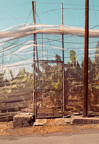 Une porte pour les bananiers (2014)