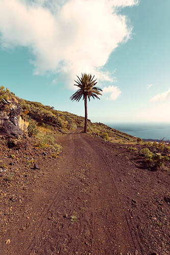 Palmier abandonné (2014)