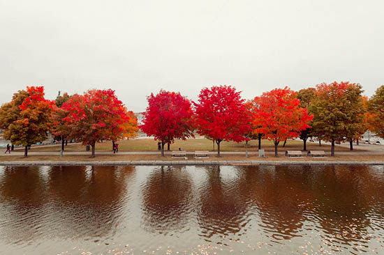 Les arbres rouges (2014)