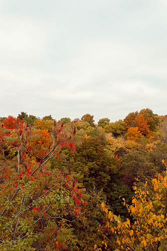 Au dessus de la fôret, sous le ciel (2014)