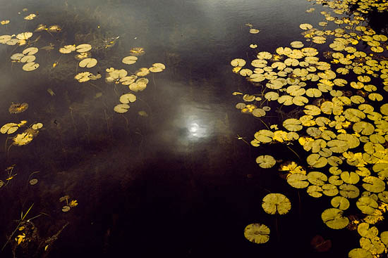 Black Lake Nenuphars (2014)