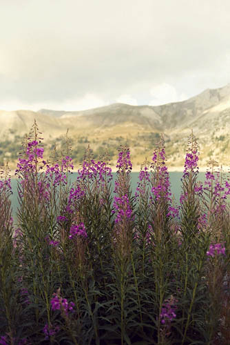 Fleurs d'Allos I (2015)