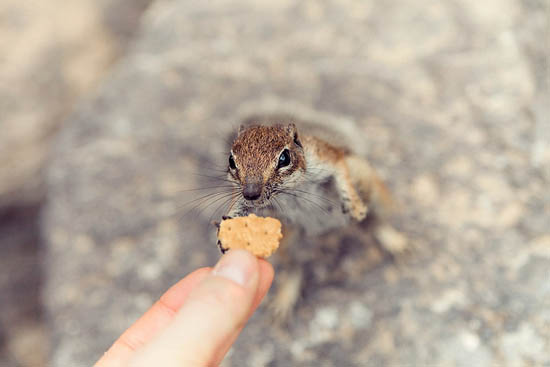 Gourmandise... (2015)