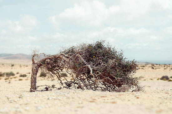 Pour nous, il s'agit d'un genèvrier (mais en réalité, non) (2015)
