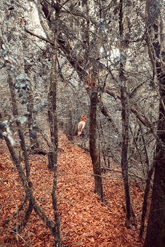 Son aventure, dans les arbres (2015)