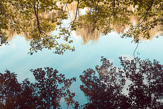 Between Trees I (2015)