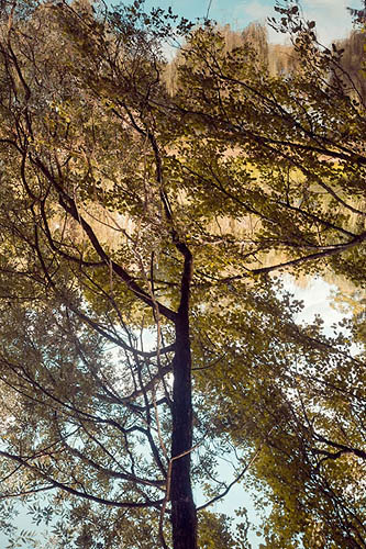 Between Trees II (2015)