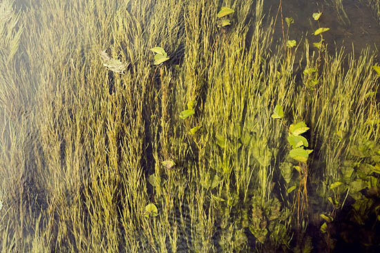 Green plants river (2015)