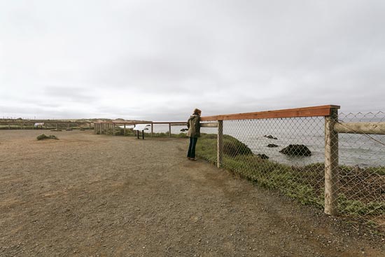 Sur la pointe des pieds pour observer les éléphants de mer le long de Big Sur (2016)