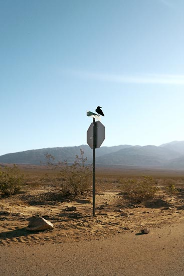 Corbeau sur des panneaux (2016)