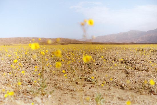 Yellow flowers dans la Vallée de la Mort (2016)
