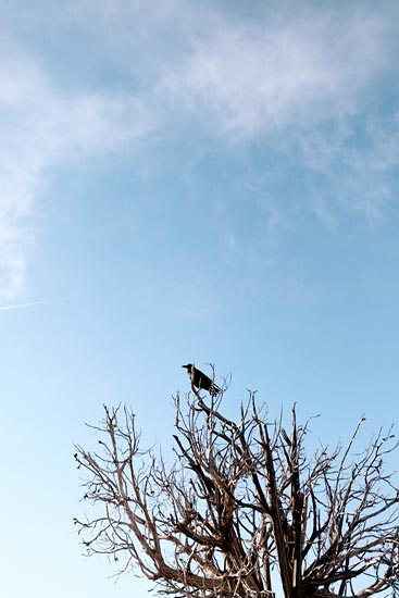 Corbeau dans les branches (2016)
