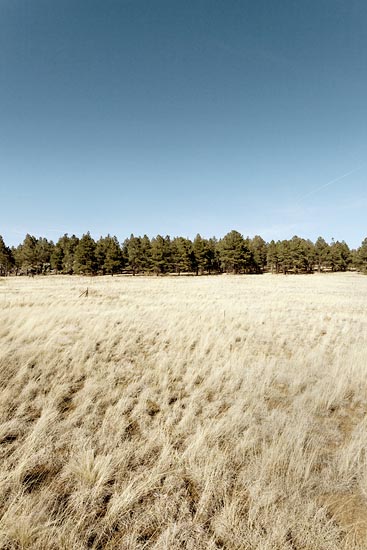 Blond Field II (2016)