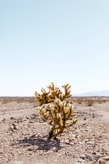 Orphan Cactus (2016)