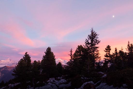 Ciel rose, sapins et Lune (2017)