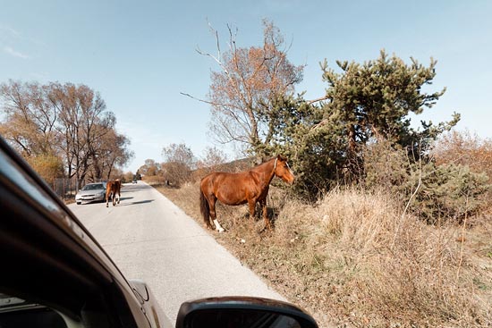 Des chevaux sur la route / Bulgarie (2017)
