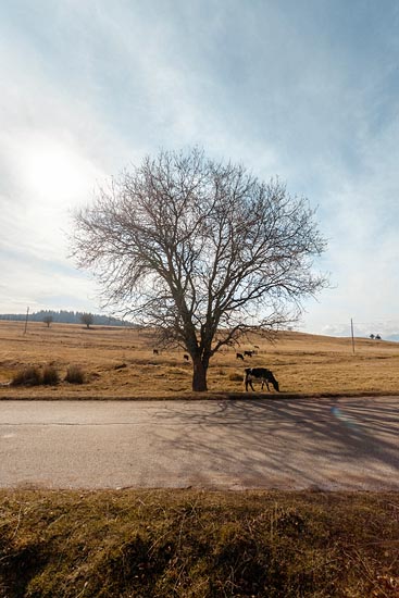 Arbre et vaches en bord de route / Bulgarie (2017)