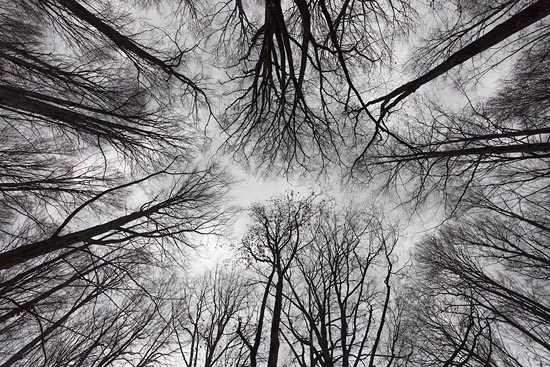 Ciel d'arbres / Bulgarie (2017)