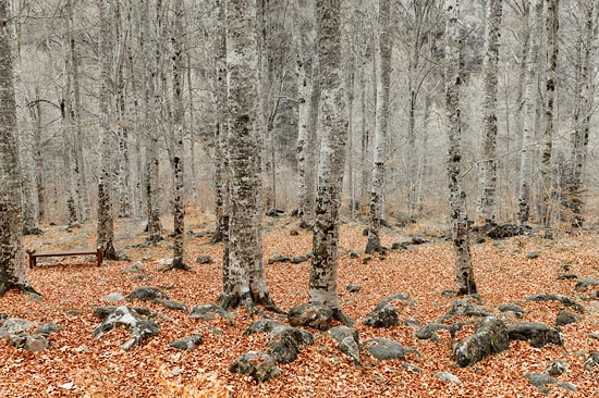 Birchscape / Bulgarie (2017)