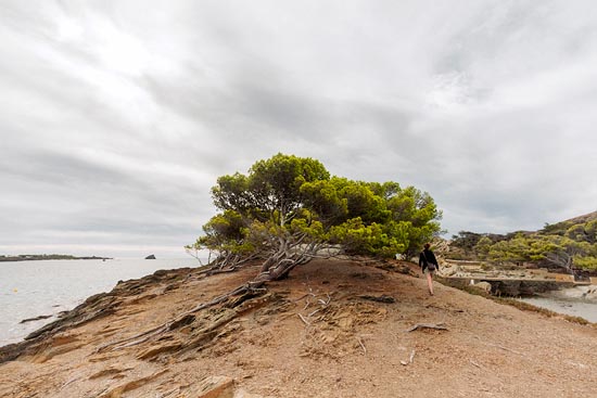 Un arbre sur son île à Cadaqués / Espagne (2017)