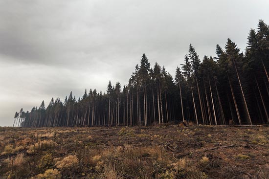Forêt de sapins nus / France (2017)