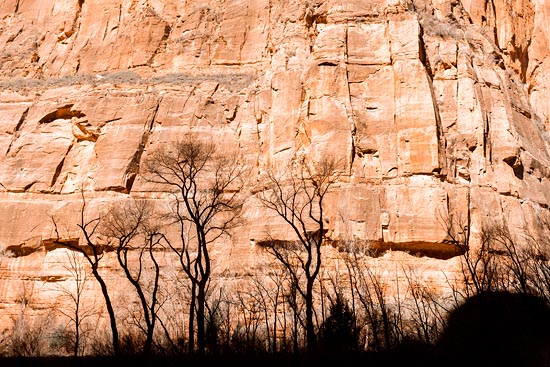 De la roche et des arbres (2017)