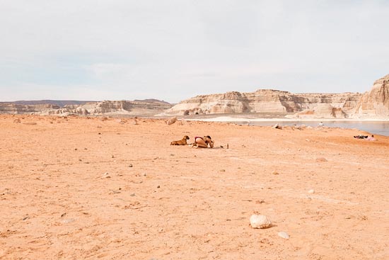 Lake Powell III / La demoiselle et le chien (2017)