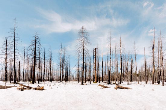 Black trees & White Snow (2017)