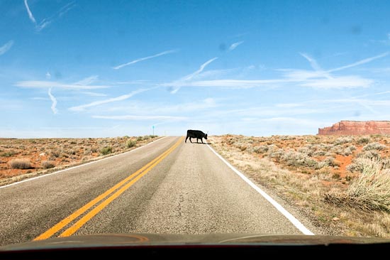 Black Cow sur la route (2017)