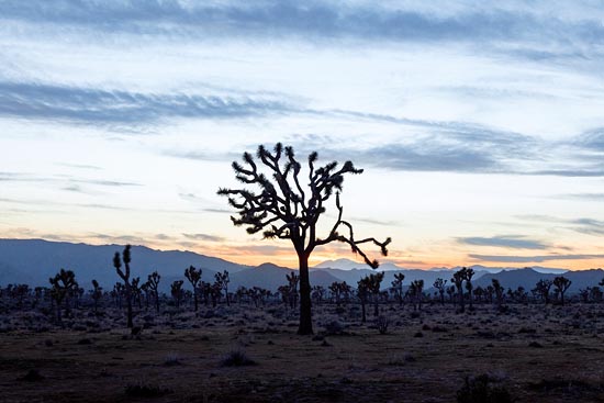 Fin de journée sur Joshua Tree III (2017)