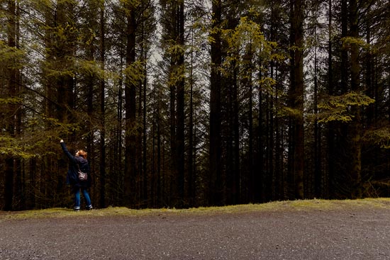 Wall Trees / Écosse (2018)