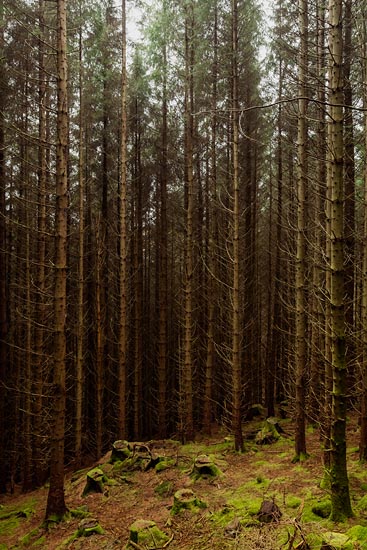 Souches et mousse, entre les arbres / Écosse (2018)
