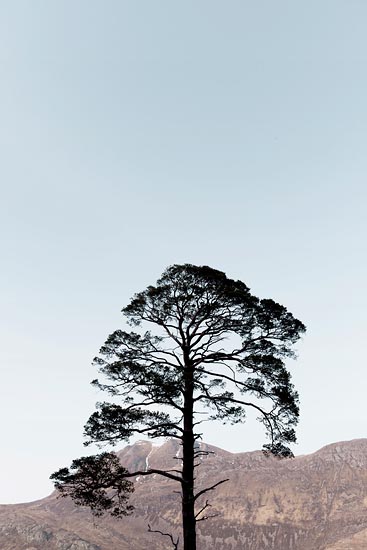 Silhouette d'arbre devant la montagne / Écosse (2018)