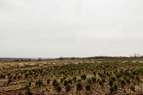 Petits moutons et petits choux / Écosse (2018)