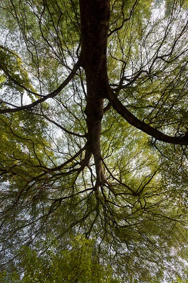 Baden Baden Tree / Allemagne (2018)