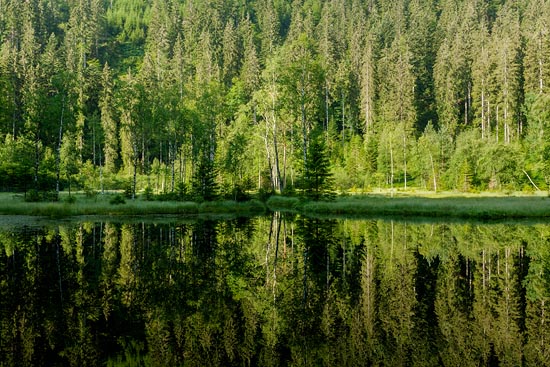 Green réflection / Allemagne (2018)