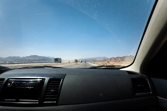 Dromadaire Highway (à contresens) / Jordanie (2019)