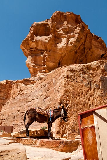 Âne de Petra / Jordanie (2019)